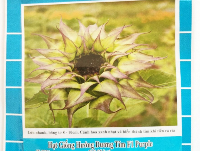 Hạt giống Hoa hướng dương tím F1 Purple