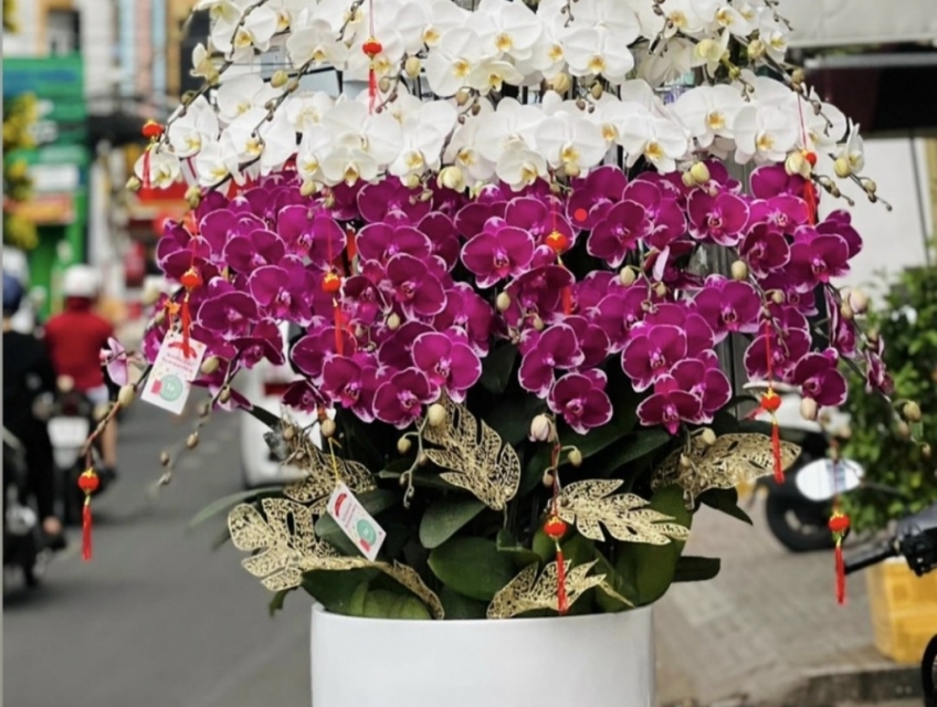Cung cấp hoa Lan Hồ Điệp Tết 2023 cao cấp uy tín chất lượng tại tphcm