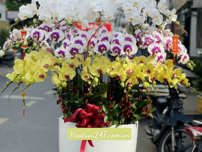 Đặt hoa Lan Hồ Điệp Tết tại Shop Hoa Lan Sài Gòn 247 uy tín chất lượng