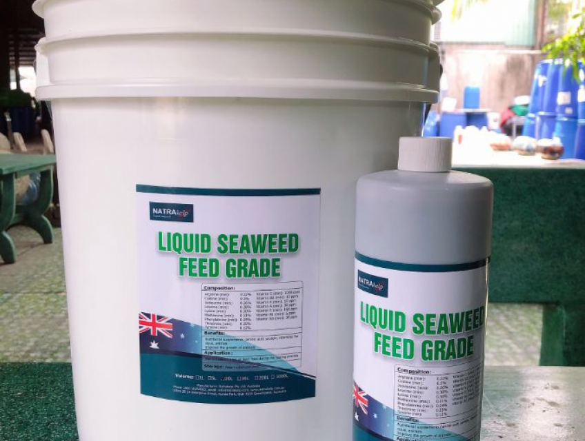 LIQUID SEAWEED FEED GRADE - Dịch tảo dinh dưỡng cho tôm