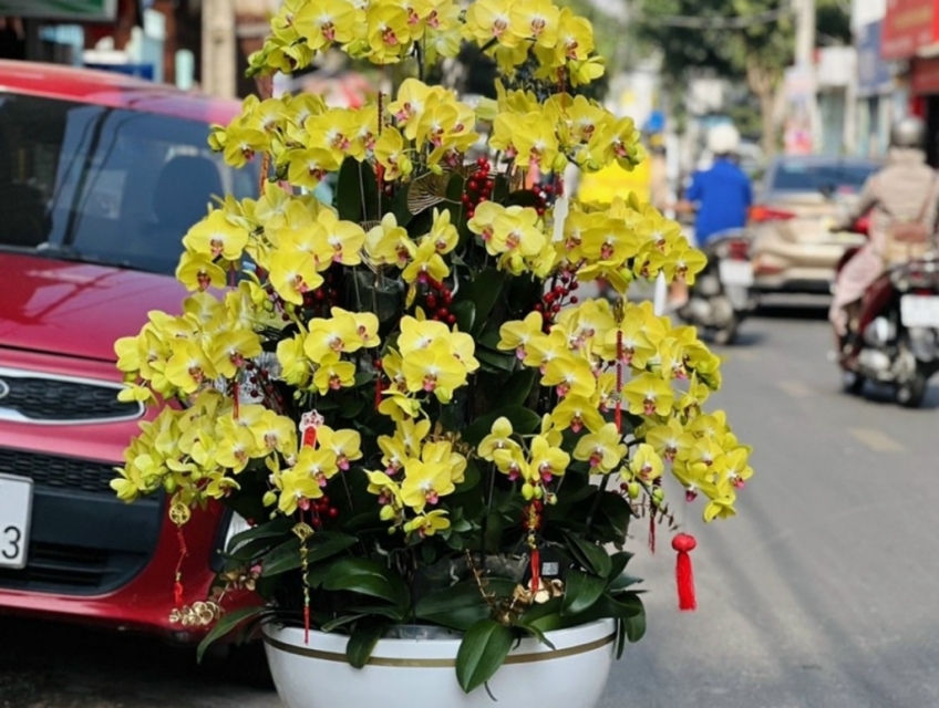 Những chậu hoa lan hồ điệp đẹp nhất được ưa chuộng dịp Tết 2023
