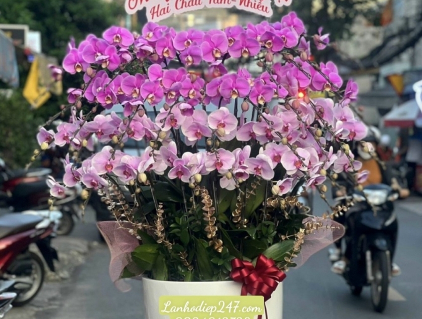 Shop Hoa Lan TPHCM chuyên Lan Hồ Điệp đẹp cao cấp hàng đầu thị trường