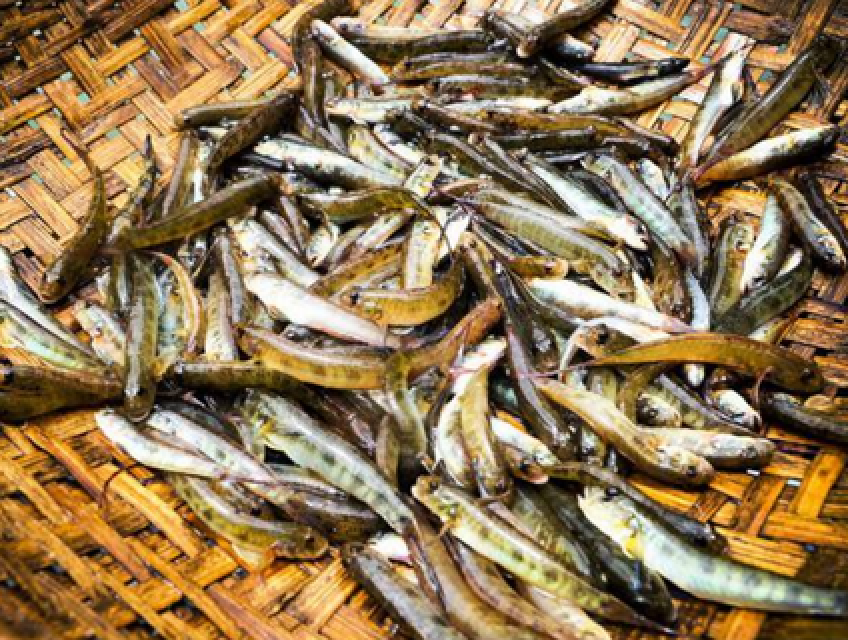 Cách làm cá bống chiên giòn ăn Tết