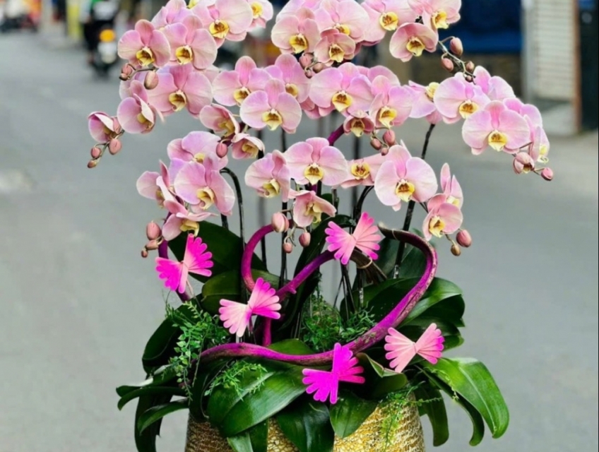 Shop hoa lan hồ điệp đẹp cao cấp nhất Sài Gòn năm 2024