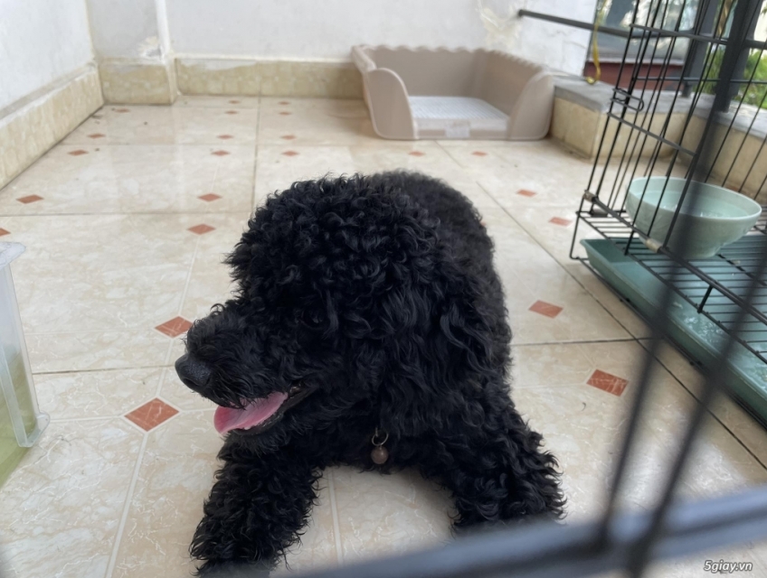 Poodle đực màu đèn 5th tuổi