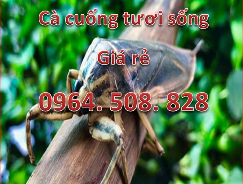 Cà cuống tươi sống,thơm ngon giá rẻ,bổ dưỡng.