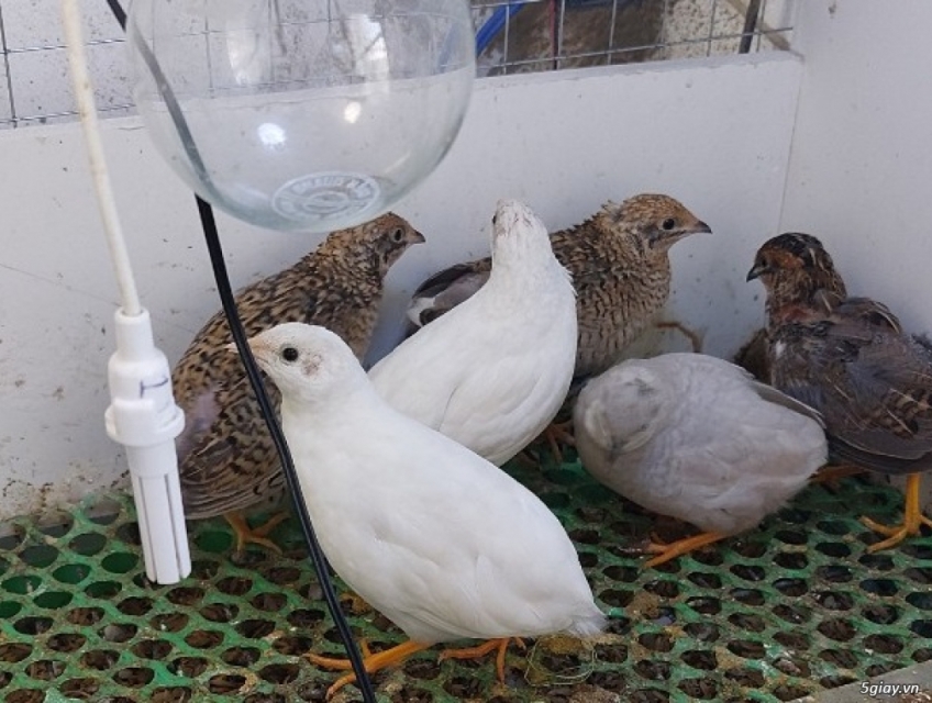 Cần thanh lý 2 bầy gà rutin