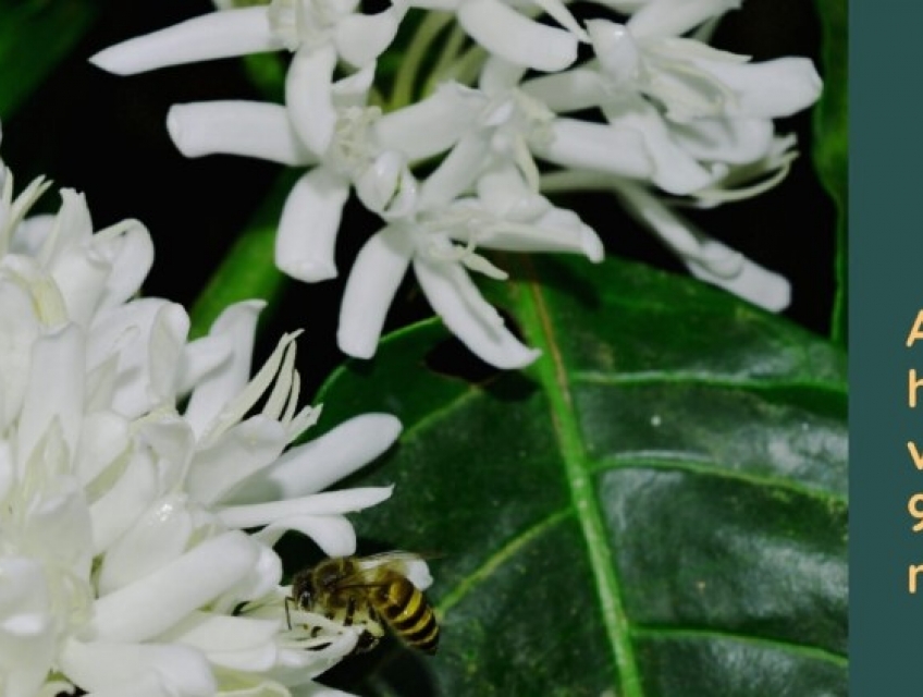 CÂY CÀ PHÊ ARABICA – NGUỒN GỐC VÀ ĐẶC ĐIỂM PHÂN LOẠI