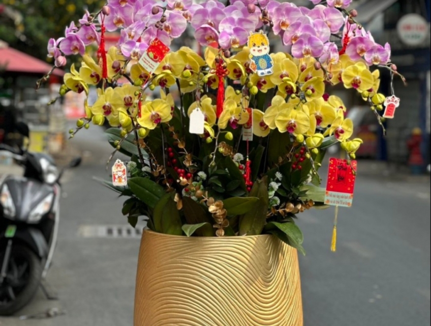 Chọn mua hoa lan hồ điệp tại tphcm ở đâu đẹp nhất chưng Tết