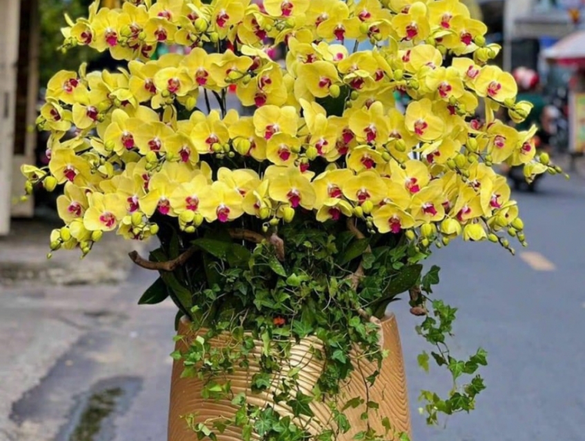 Top 5 chậu hoa lan hồ điệp cao cấp nhất tphcm tặng dịp tết 2024