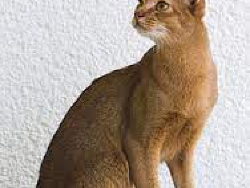 5 tiêu chuẩn khi mua Mèo Abyssinian trung thành
