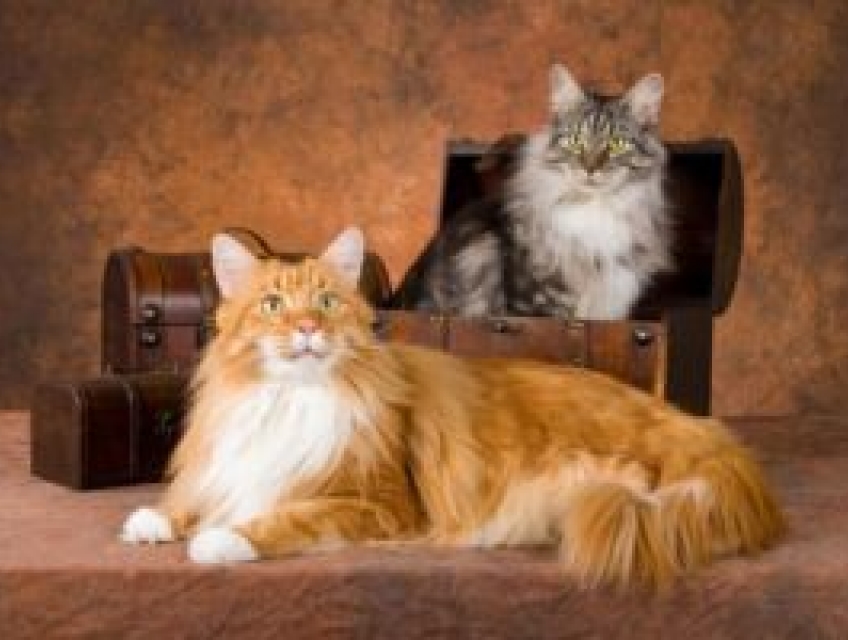 Cửa hàng thú cưng choochoopetshop