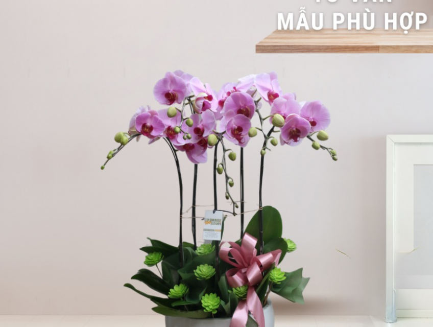 Cửa hàng bán lan hồ điệp tết HCM uy tín- LAN HỒ ĐIỆP SÀI GÒN