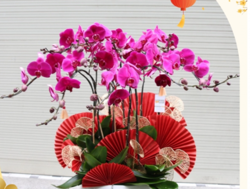 Vì sao tặng lan hồ điệp cho đối tác tết 2025
