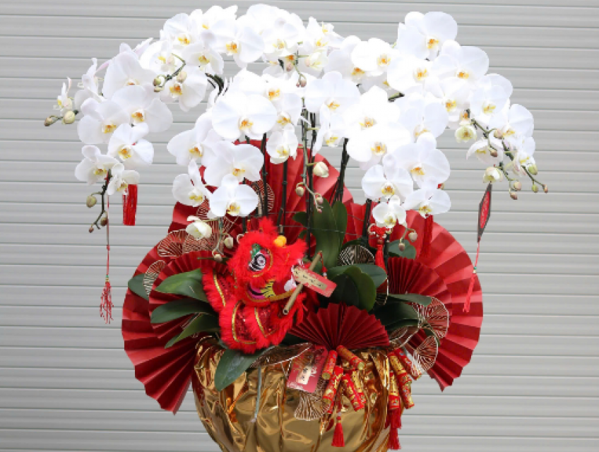 Top 5 mẫu chậu lan hồ điệp đẹp nhất cho ngày Tết 2025