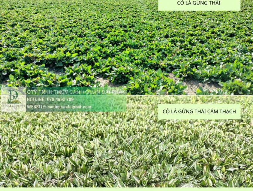 TRỒNG CỎ DỰ ÁN GIÁ RẺ – THI CÔNG CÂY XANH BÌNH DƯƠNG, ĐỒNG NAI
