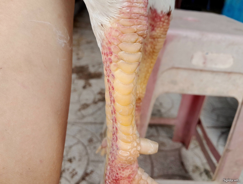 Gà bướm nòi đá hoặc đổ mái 3kg6!