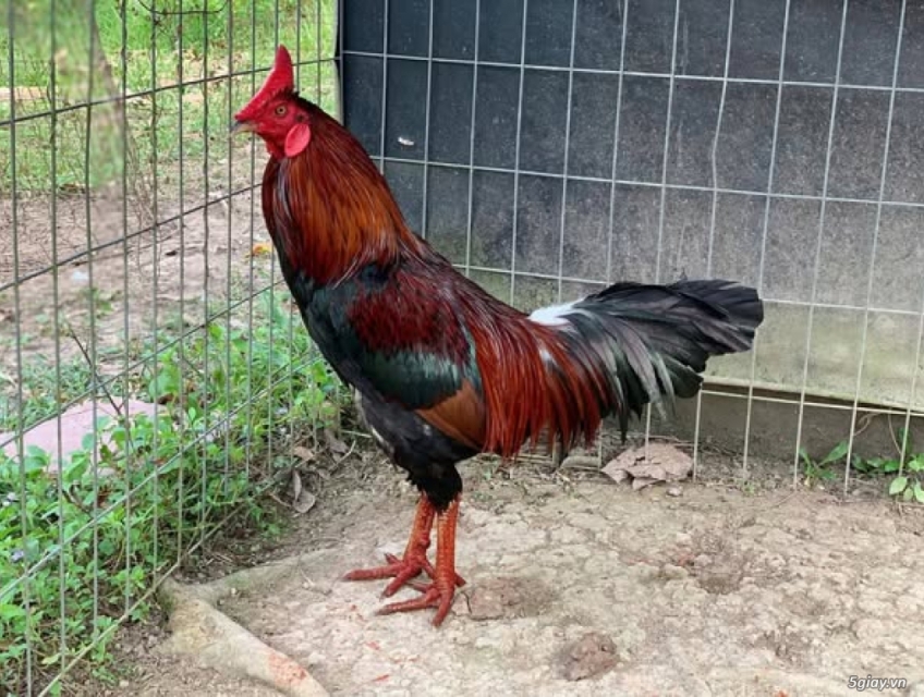 Xanh lai 3kg, win1x, đâm dữ, lông hơi khô.