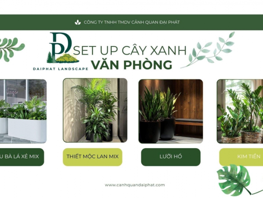 Dịch vụ set up cây xanh văn phòng TPHCM chuyên nghiệp