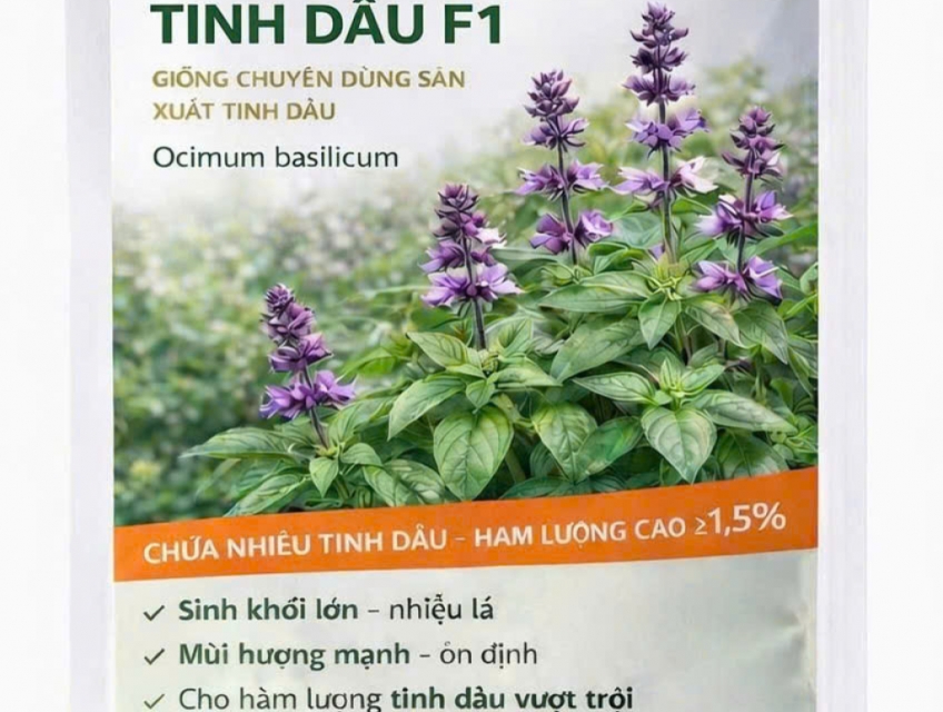 Giống Húng Quế Trồng Lấy Tinh Dầu – Chuẩn VietGAP