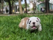 Bầy bulldog mới nhất của trại