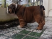 Em bulldog cực chuẩn năm con chó