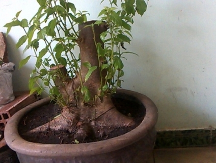 giao lưu lan rừng 1trong 2 gốc sung cực đẹp