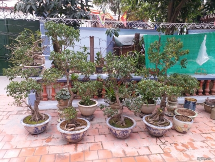 Cần bán cây si cảnh