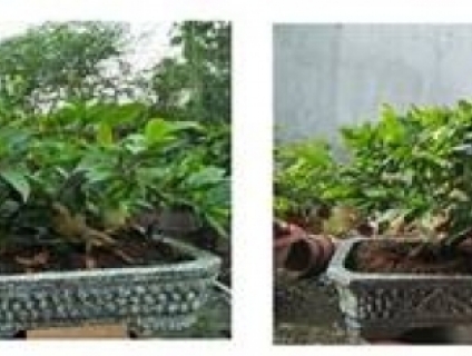 TPHCM Nhận Chăm Sóc Mai Tết - Mai Vàng Mai Ghép