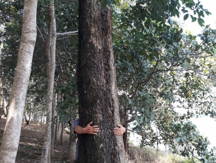 Cần mua cây giáng hương tại Bình Phước