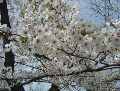 Tour du lịch Hàn Quốc khuyến mại