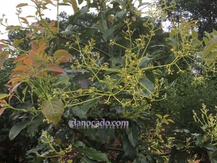 Giống bơ Pinkerton năng suất chất lượng