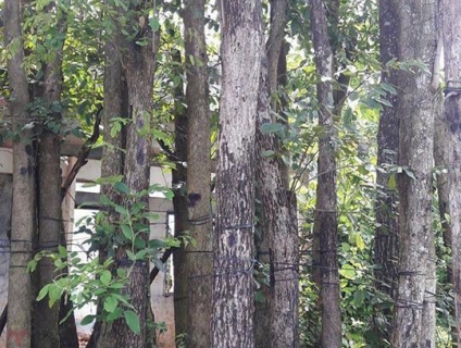 Cây giáng hương trưởng thành giá rẻ