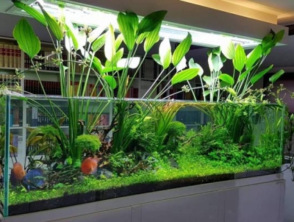 shop thủy sinh giá rẻ tại Hà Nội