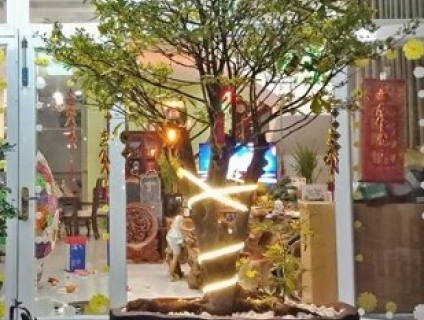 Cần bán 2 gốc mai lớn - hoành 60cm