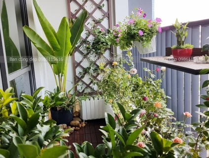 Thiết Kế Ban Công Chung Cư, Tiểu Cảnh, Sân Vườn