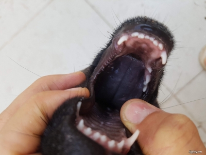 Vện cái 3th lưỡi đen 100%