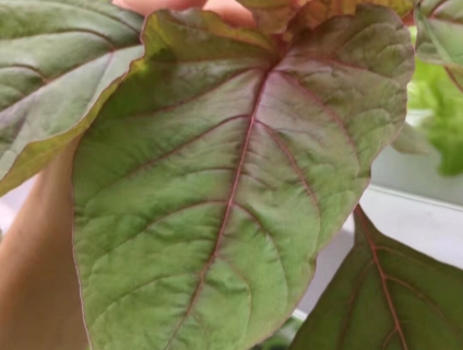 Cần Bán: Giàn Trồng Rau Thuỷ Canh Mới Sử Dụng 1 Năm