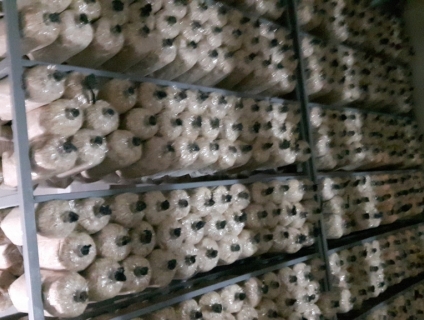 Bán bịch giống nấm sò tím trồng tại nhà