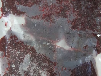 Trùng Huyết, Artemia sinh khối cao cấp, bobo thức ăn cao cấp cá cảnh !