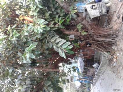 Chuẩn làm sân cần bán cây da ấn độ cổ thụ