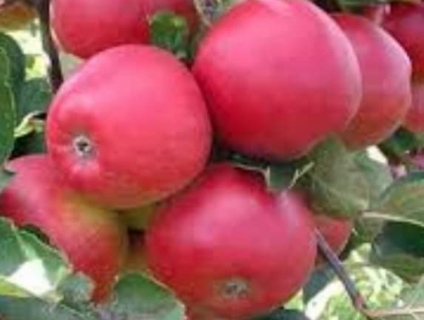 Hạt giống TÁO ĐỎ LÙN nhập khẩu Nga 100% và tuyển CTV bán không cần vốn