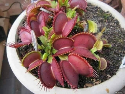 Hạt giống CÂY BẪY KẸP  và tuyển CTV bán không cần vốn