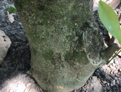 Bán vườn  mai 70 gốc 30 năm tuổi