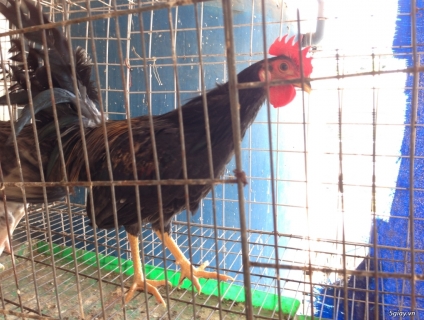 BLACK BUTCHER 6,5 THÁNG