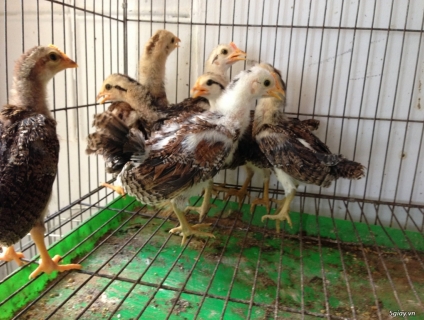 TRE MỸ RẶT CON 1 & 2 THÁNG