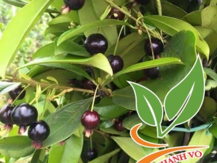 Cần bán Cherry Brazil - Cây lạ cho năng suất cao.