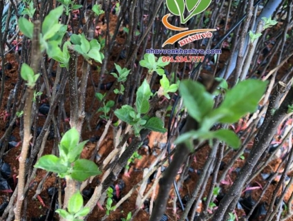 Bạn cần cung cấp giống cây ngoại nhập gì chúng tôi đều có