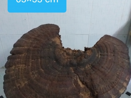 Bán linh chi ngàn năm