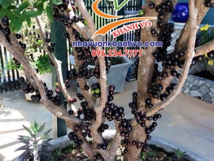 Cần bán Cây nho thân gỗ Brazil, đẳng cấp sân vườn 2019